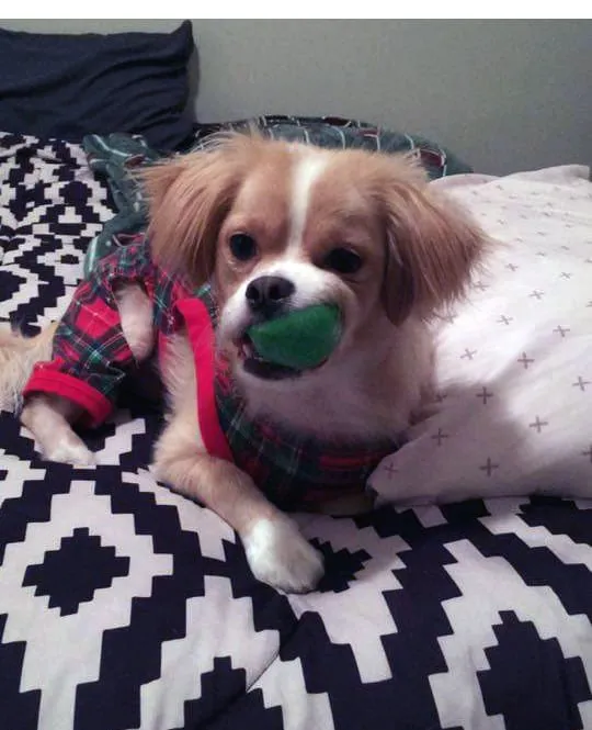 Amazing Knobble Ball