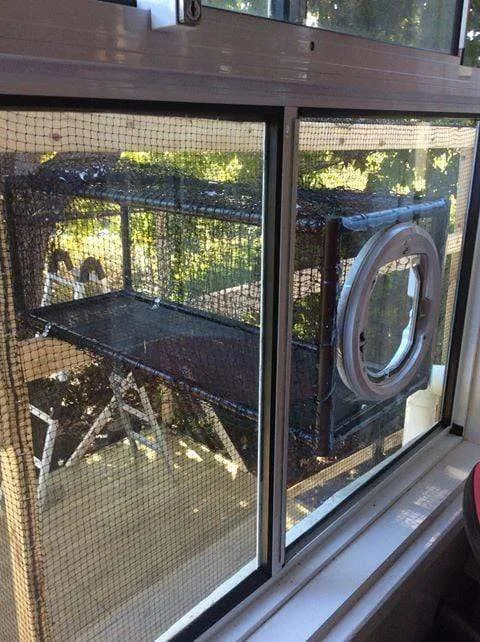 Cat Tunnel