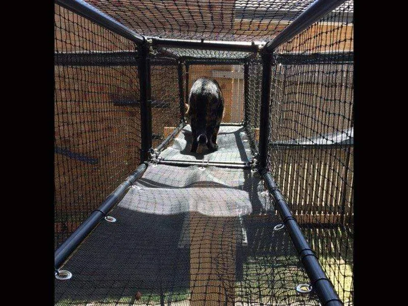 Cat Tunnel