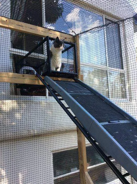 Cat Tunnel