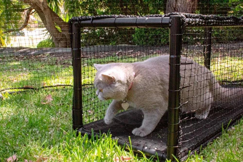 Cat Tunnel