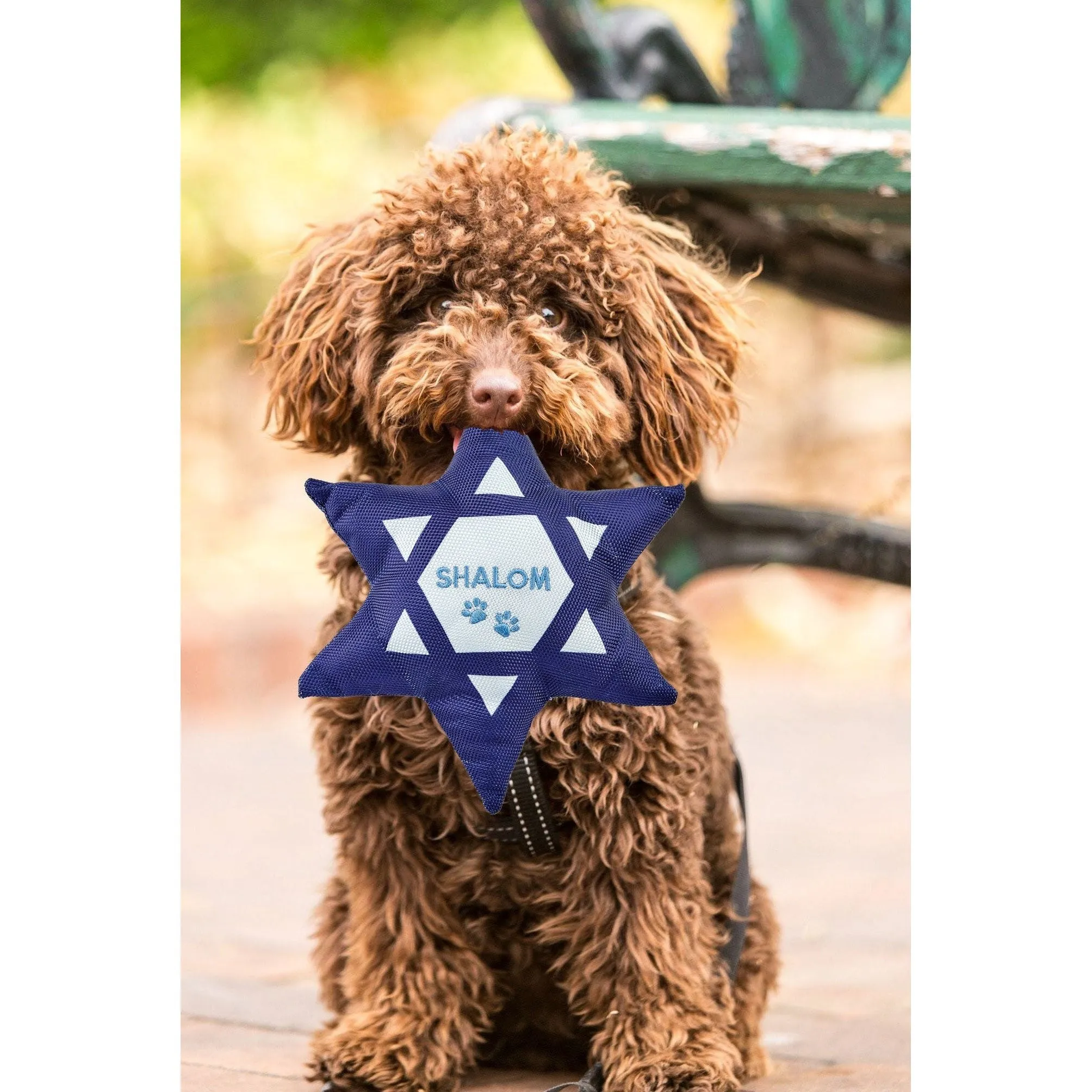 Chewdaicaâ"¢ "Shalom" Star of David Squeaky Dog Toy