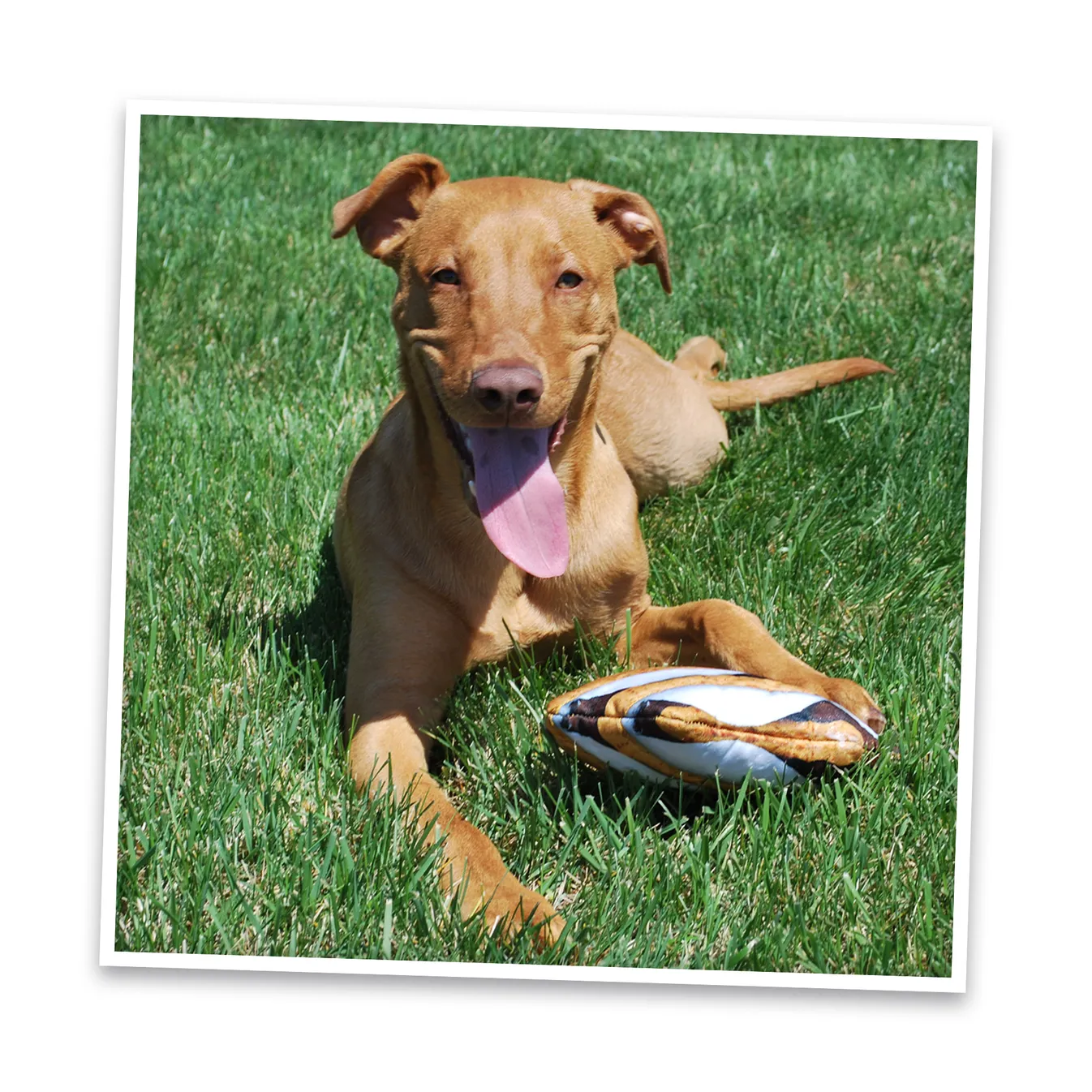Doggijuana Get Outside Refillable S'mores Dogginip Toy by SmarterPaw
