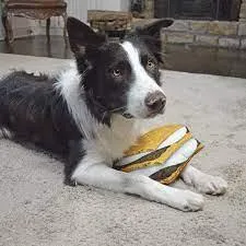 Doggijuana Get Outside Refillable S'mores Dogginip Toy by SmarterPaw
