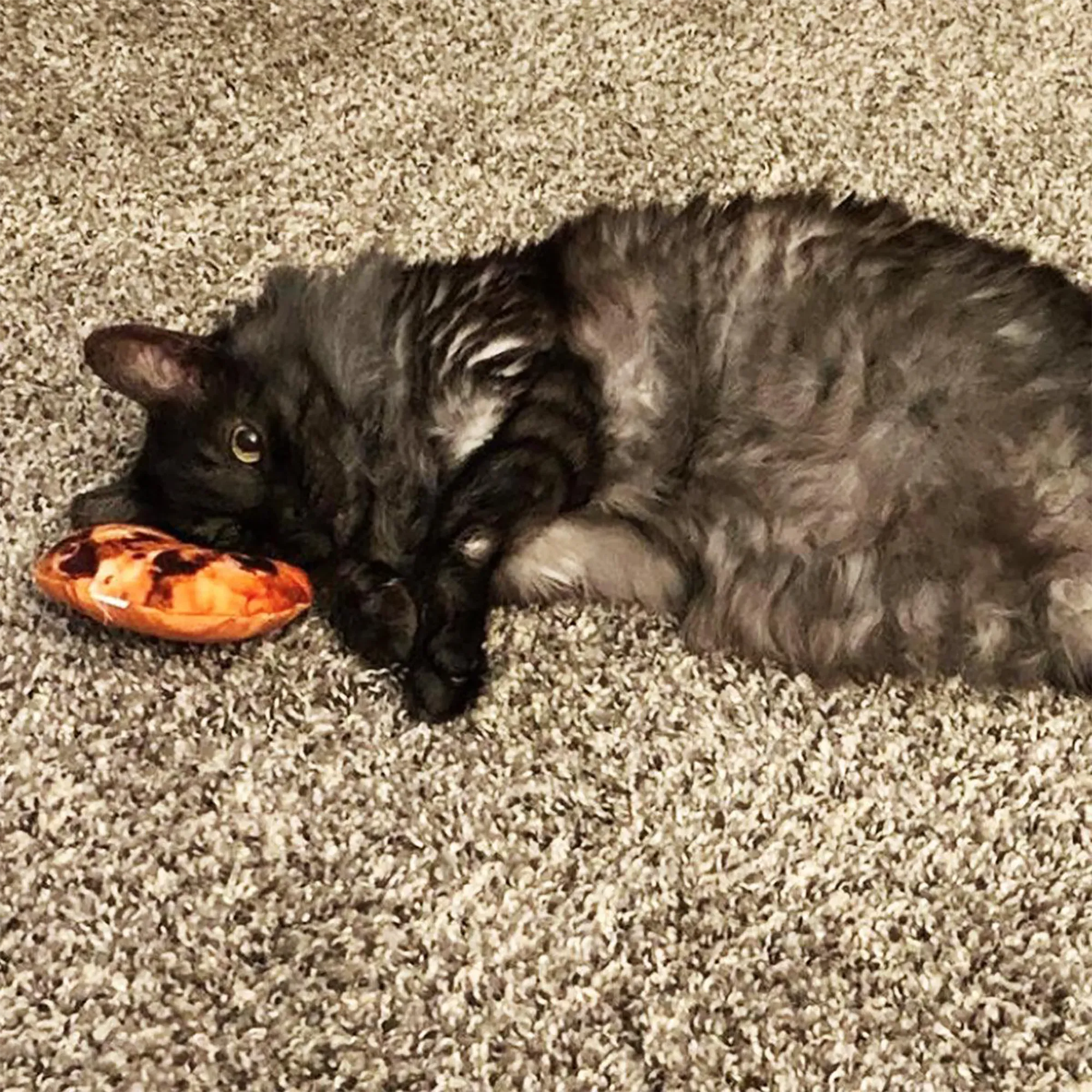 Get Baked Cookie Refillable Cat Toy