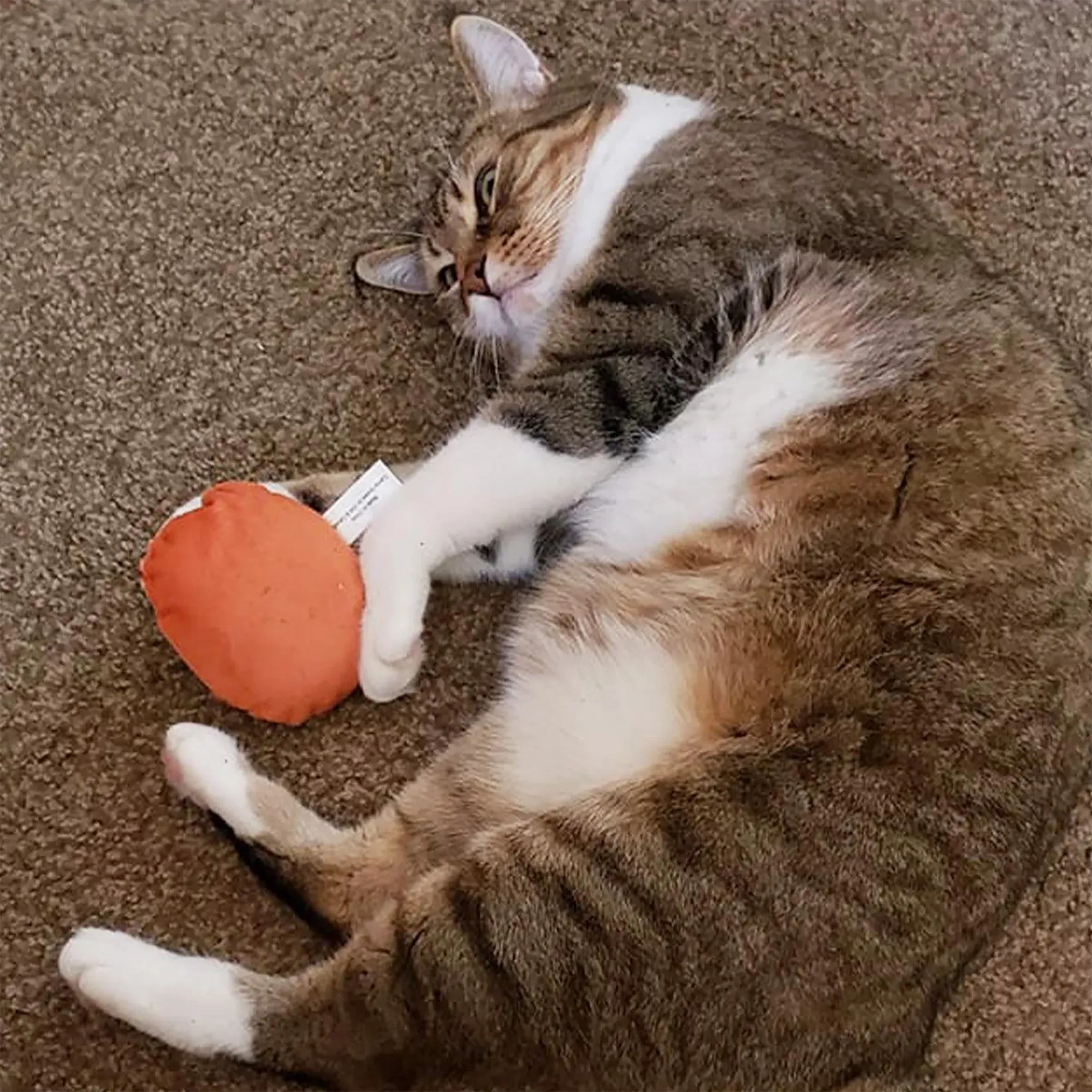 Get Baked Cookie Refillable Cat Toy