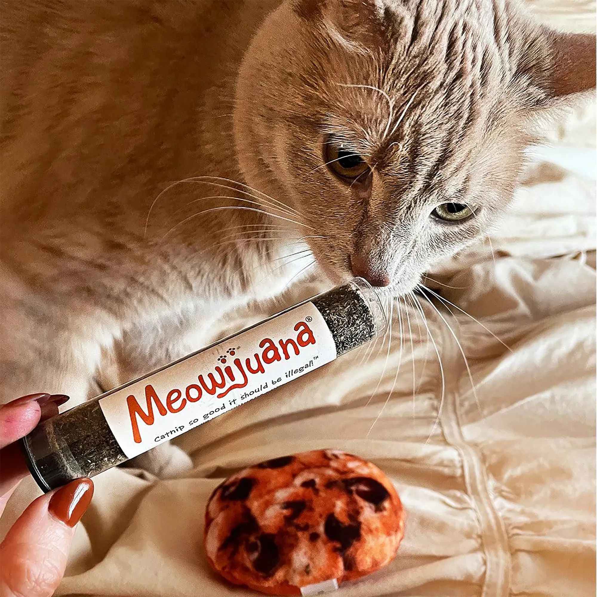 Get Baked Cookie Refillable Cat Toy