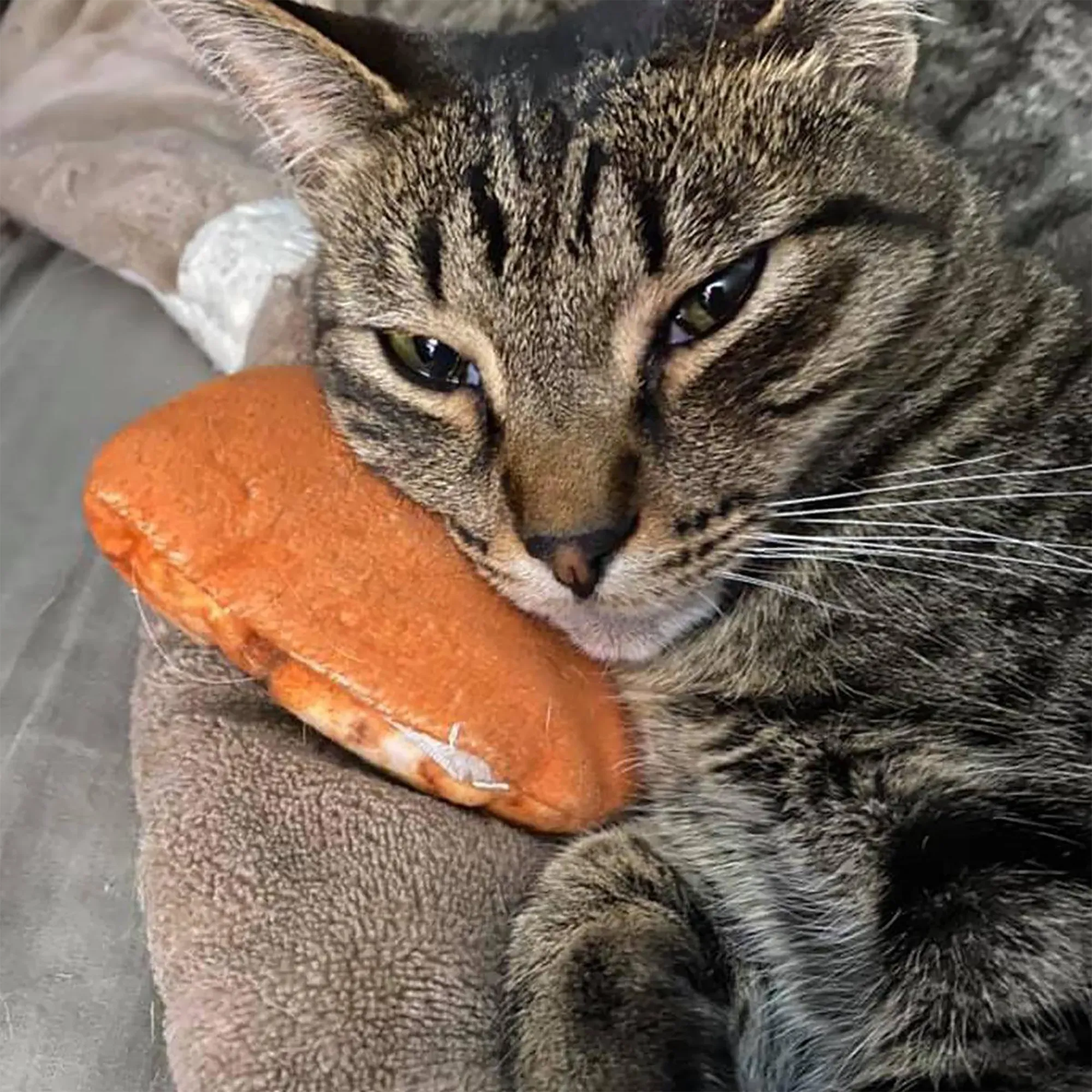 Get Baked Cookie Refillable Cat Toy
