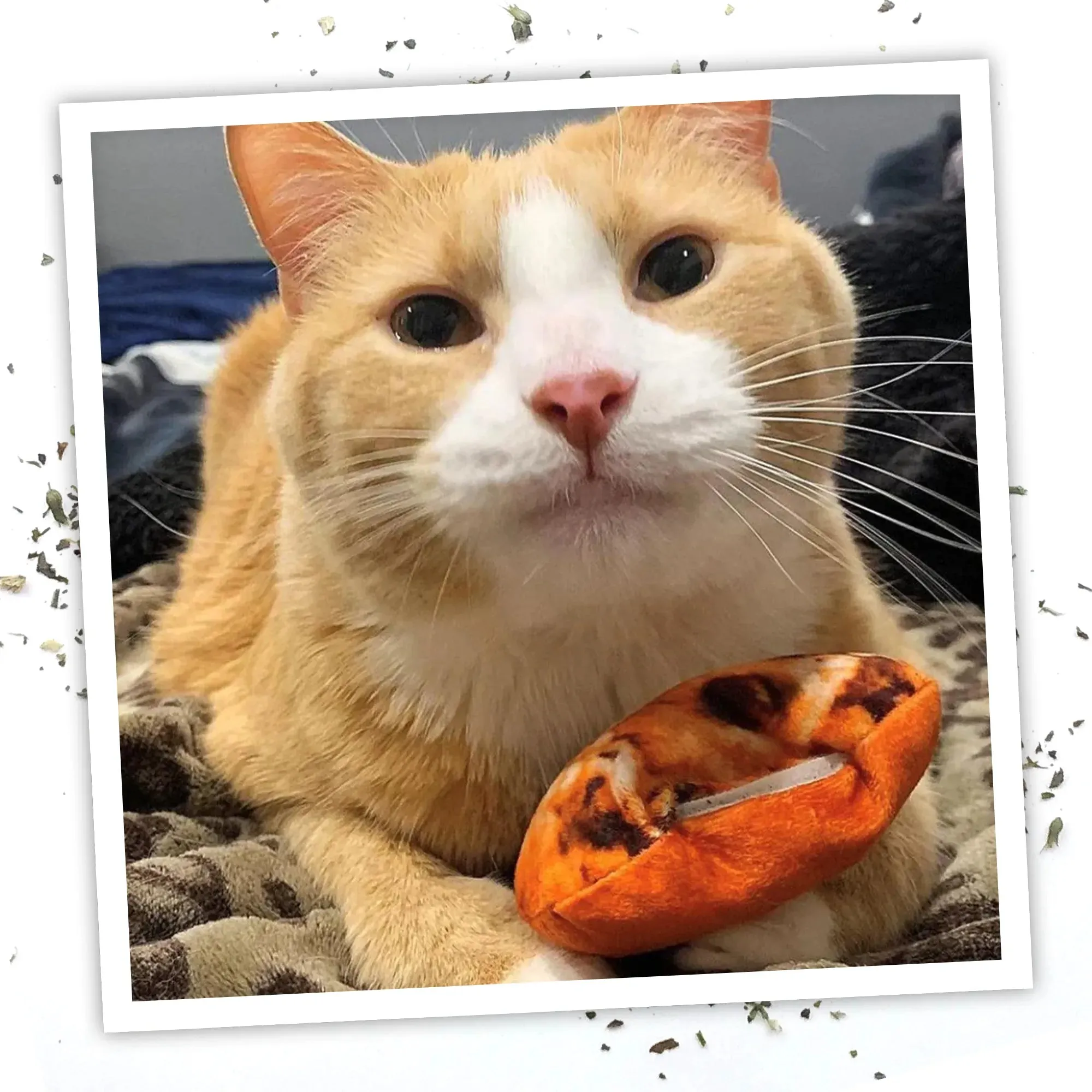 Get Baked Cookie Refillable Cat Toy
