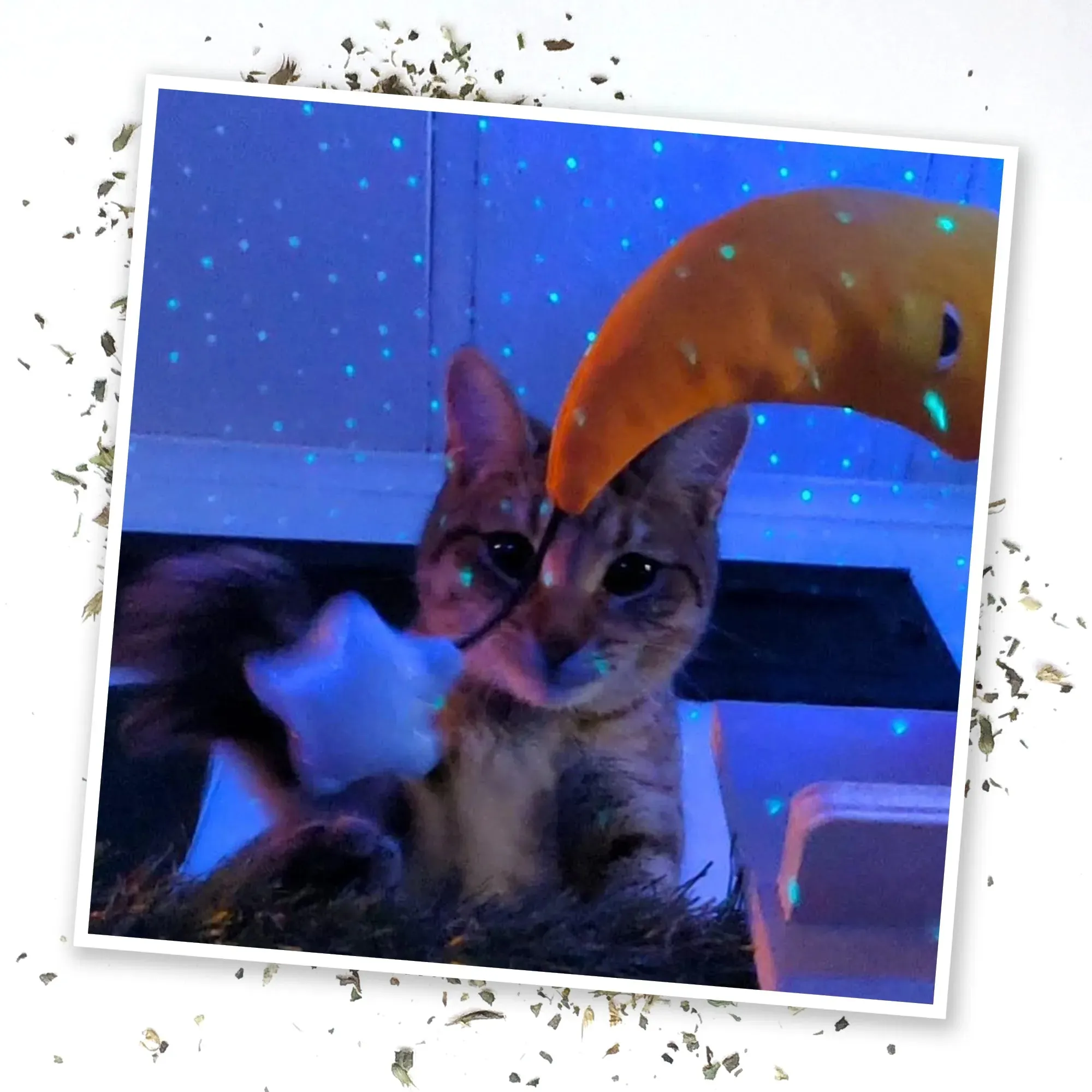 Get Hung Moon and Stars Refillable Cat Toy
