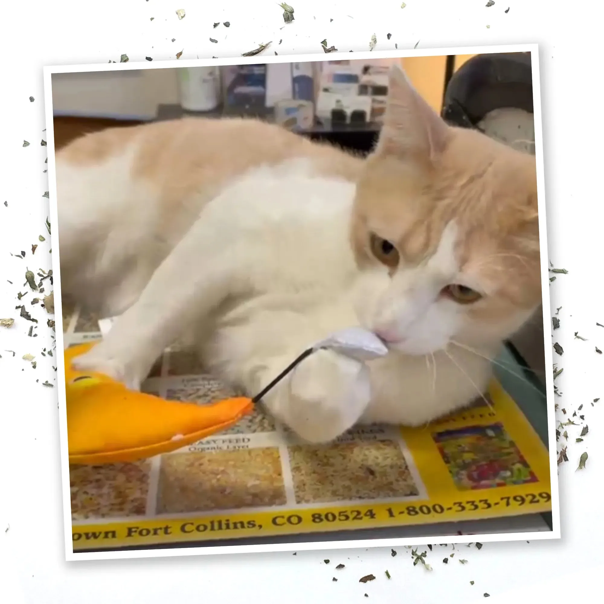 Get Hung Moon and Stars Refillable Cat Toy