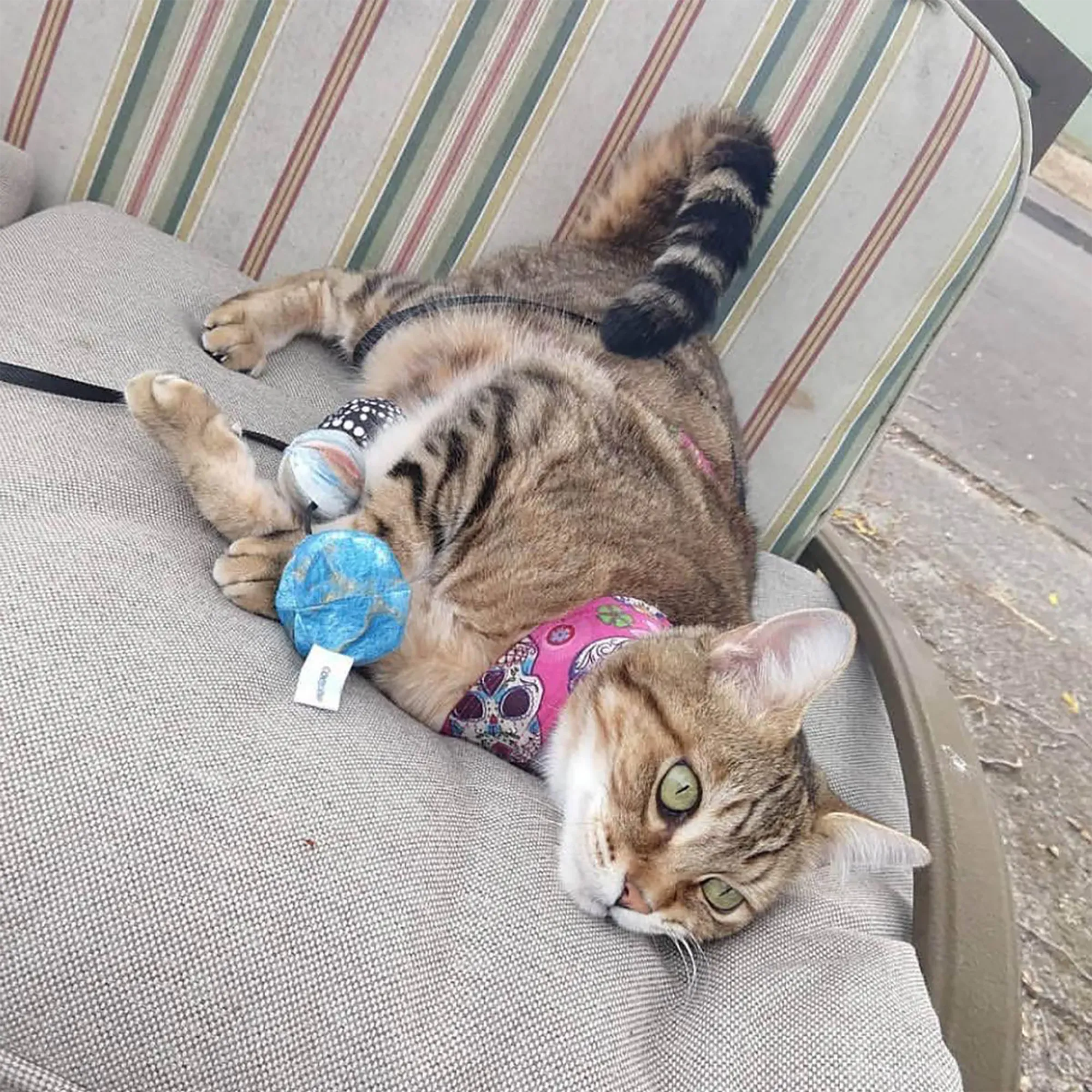 Get Rocked String of Stones Cat Toy
