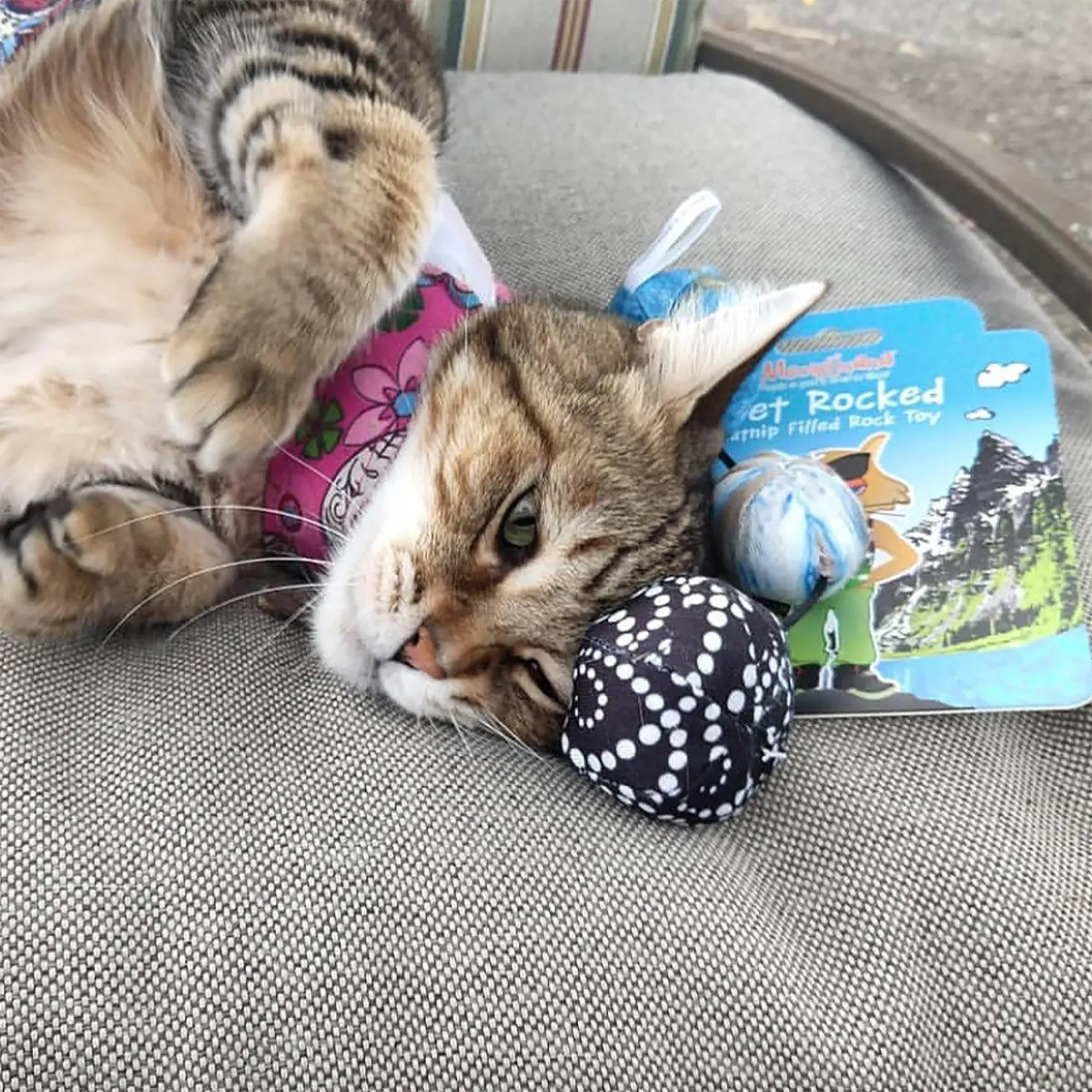 Get Rocked String of Stones Cat Toy