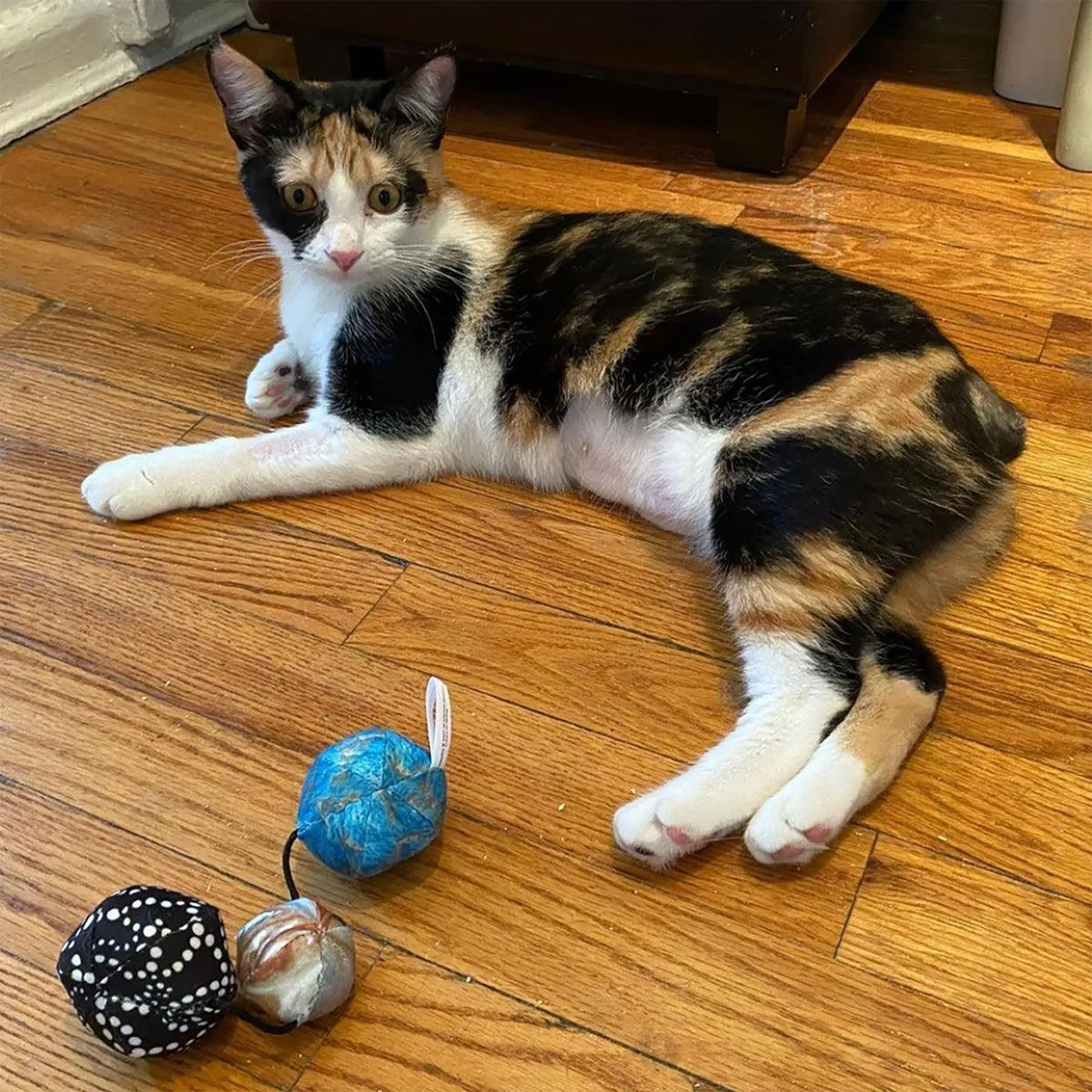 Get Rocked String of Stones Cat Toy