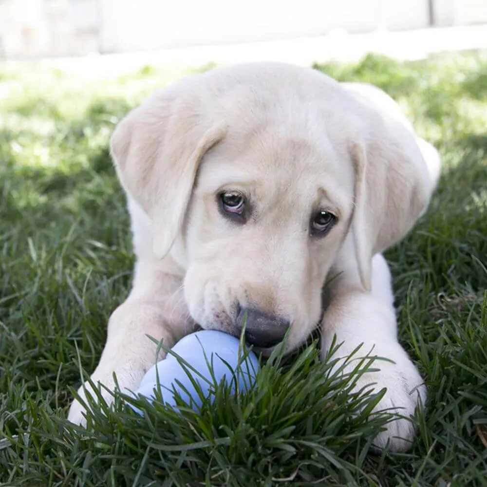 Kong Puppy Large