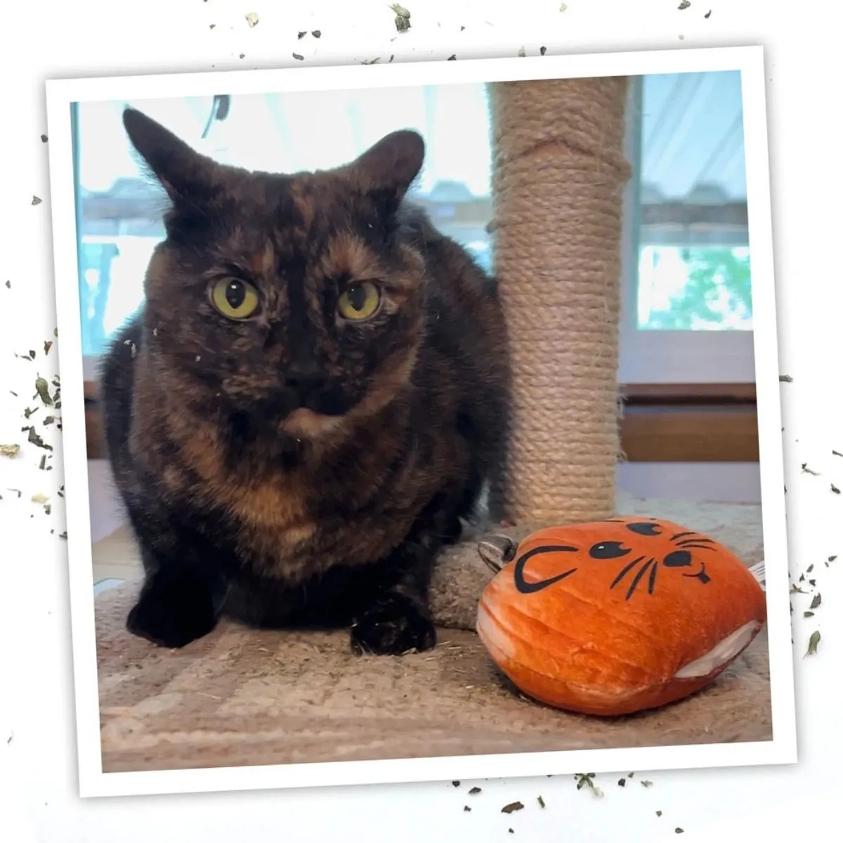 MeowIjuana Get Spooked Pumpkin Refillable Cat Toy