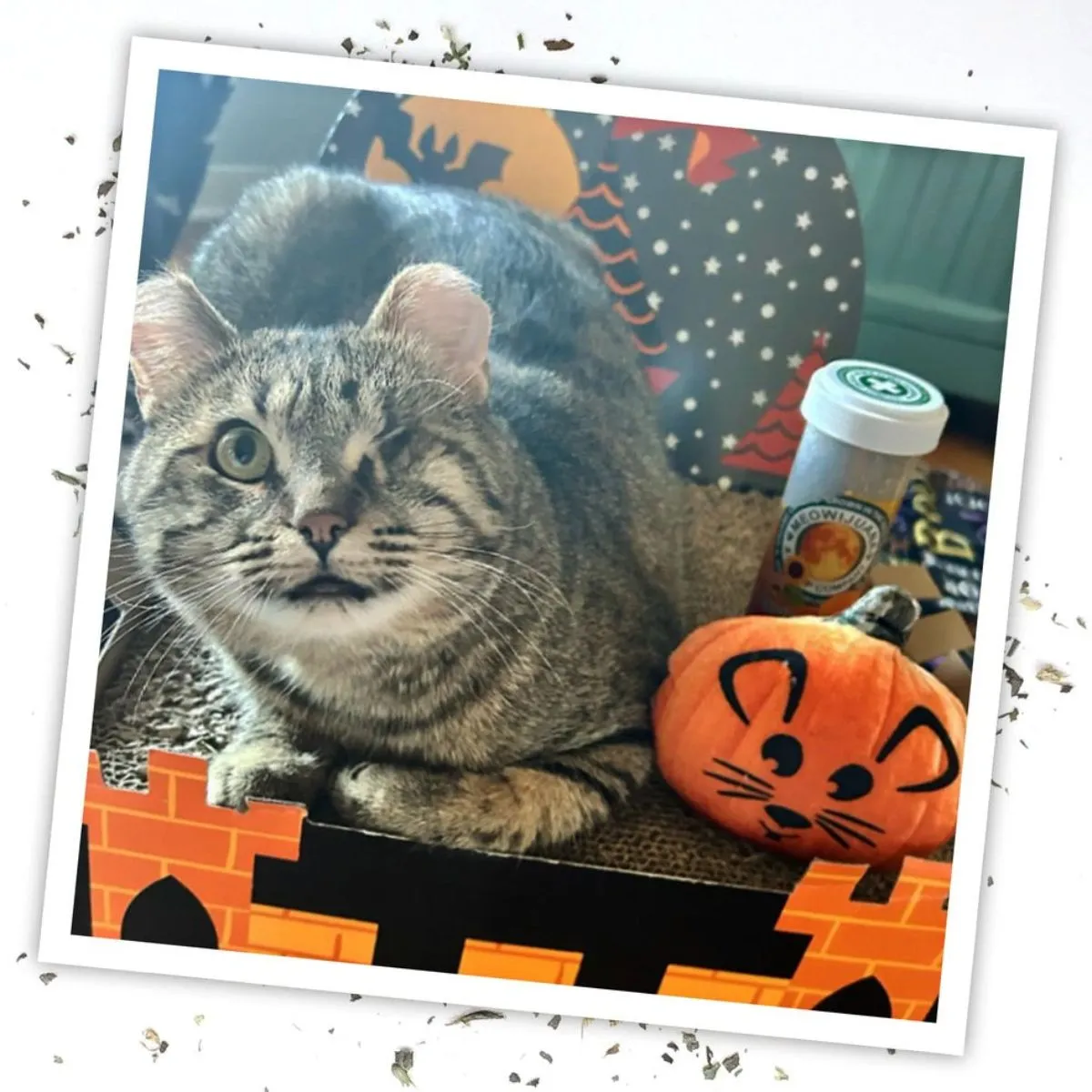 MeowIjuana Get Spooked Pumpkin Refillable Cat Toy