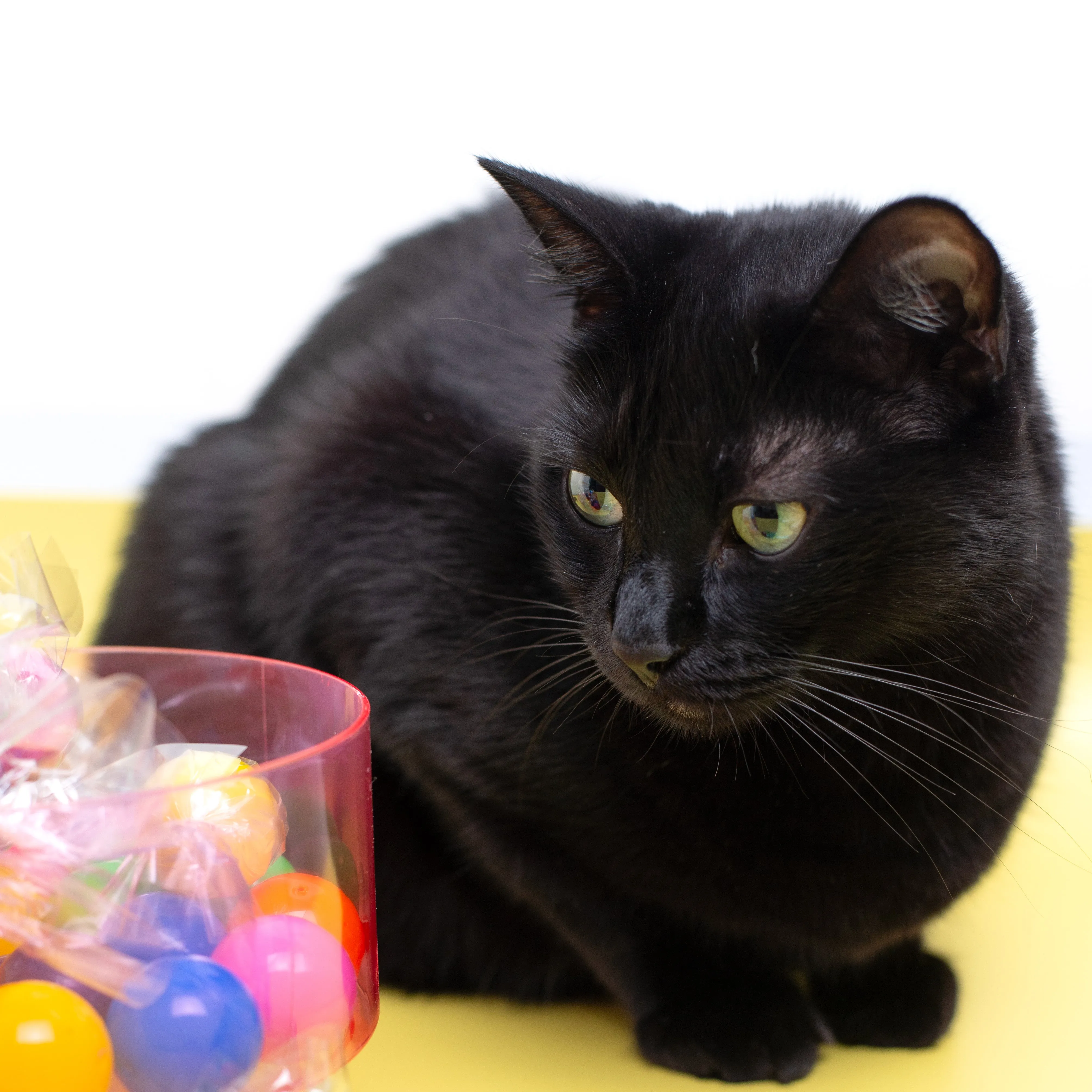 NEW! - Pop 'n Purr Candy